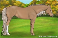 Horse Color:Palomino 
