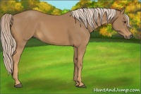 Horse Color:Palomino 