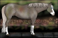 Horse Color:Silver Black Splash