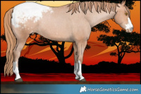 Horse Color:Bay Pearl Snowcap Rabicano 