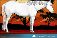 Horse Color:Bay Pearl Appaloosa Rabicano