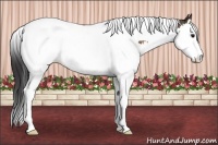 Horse Color:Buckskin Roan Splash Tobiano 