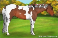 Horse Color:Bay Roan Tobiano 