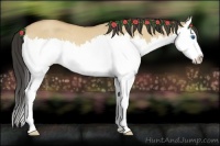 Horse Color:Buckskin Roan Dun Splash Rabicano 