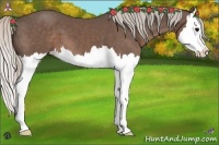 Horse Color:Silver Black Splash