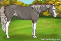 Horse Color:Silver Black Sabino Splash 