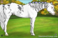 Horse Color:Silver Black Chinchilla Sabino Splash 