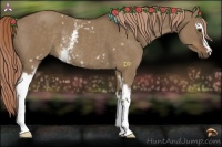 Horse Color:White Spotted Liver Red Dun Rabicano 
