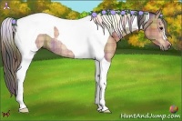 Horse Color:Nacre Plaid  Bay Tobiano Rabicano 