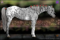 Horse Color:White Spotted Black Appaloosa 
