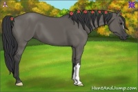Horse Color:Grullo 