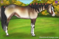 Horse Color:Bay Onyx Splash 