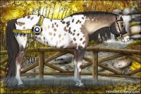 Horse Color:Liver Red Onyx Sabino Appaloosa