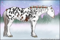 Horse Color:Brown Appaloosa 