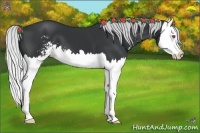 Horse Color:Silver Black Chinchilla Sabino Splash