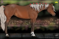 Horse Color:Silver Bay Sabino