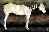 Horse Color:Buckskin Dun Sabino Splash