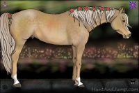 Horse Color:Palomino Sabino 