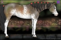 Horse Color:White Spotted Buckskin 