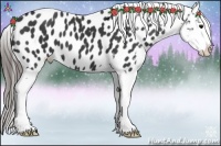 Horse Color:Black Appaloosa