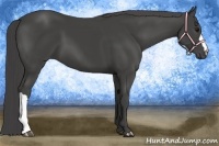 Horse Color:Smoky Black