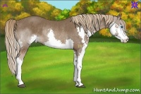 Horse Color:Liver Chestnut Splash Rabicano