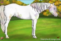 Horse Color:Nacre White Spotted Palomino Pearl Dun Tobiano 