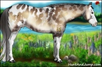 Horse Color:White Spotted Liver Red Onyx Splash Appaloosa 