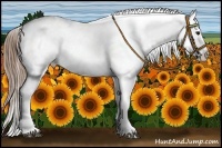 Horse Color:Buckskin Appaloosa 