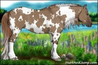 Horse Color:White Spotted Liver Red Dun