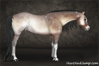 Horse Color:Bay Onyx Rabicano 