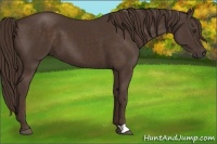 Horse Color:Liver Chestnut 