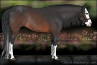 Horse Color:Brown Sabino Splash Rabicano 