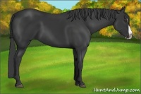 Horse Color:Black Splash
