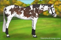 Horse Color:White Spotted Liver Chestnut Sabino Splash 