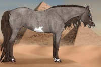 Horse Color:Liver Red Roan Frame