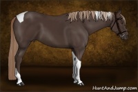Horse Color:Liver Chestnut Tobiano