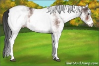 Horse Color:White Spotted Bay 