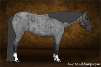 Horse Color:Smoky Blue Roan 