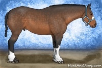 Horse Color:Buckskin 