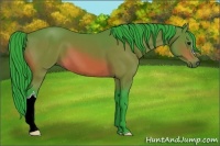 Horse Color:Watercolor Bay 