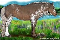 Horse Color:White Spotted Liver Chestnut 