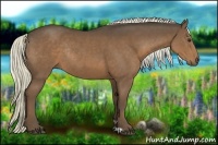 Horse Color:Liver Chestnut Rabicano