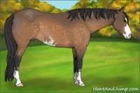 Horse Color:Buckskin Sabino 