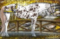 Horse Color:White Spotted Liver Chestnut Appaloosa 