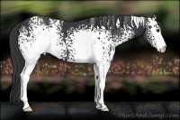 Horse Color:White Spotted Black