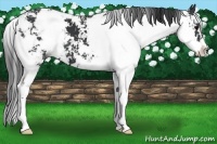 Horse Color:Black Sabino 