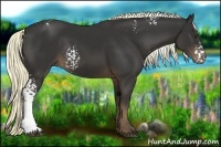 Horse Color:White Spotted Liver Chestnut Rabicano