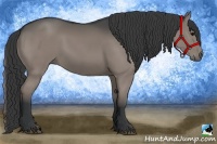 Horse Color:Grullo 