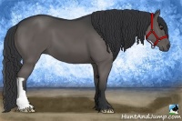Horse Color:Black 